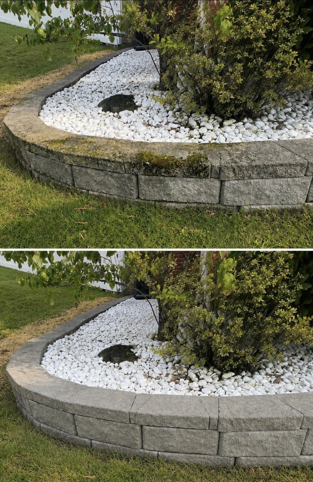 Before and after photos of moss removed from a landscape retaining wall